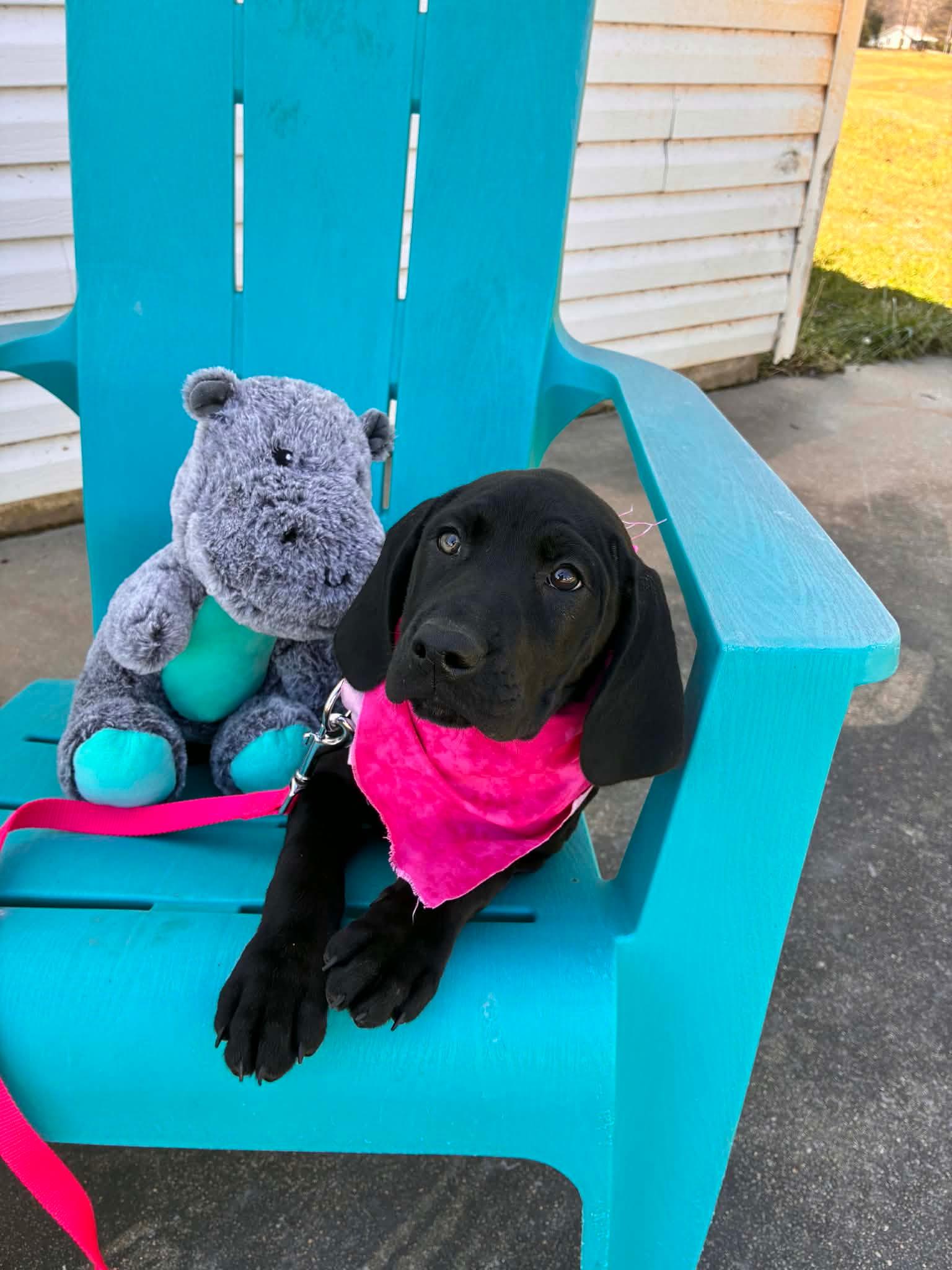 Nala, adopted, Puppy Female Black Labrador Retriever & Hound.