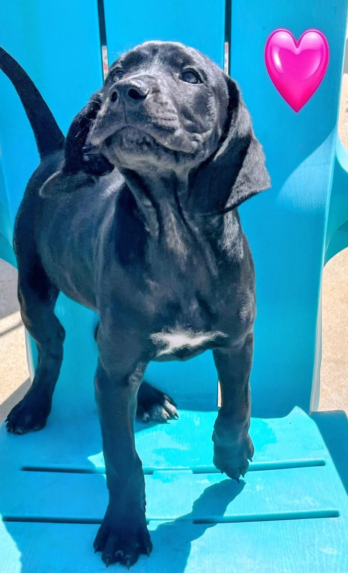 Enlarge Nala, an adopted mixed breed in Newfoundland, NJ image 3/3