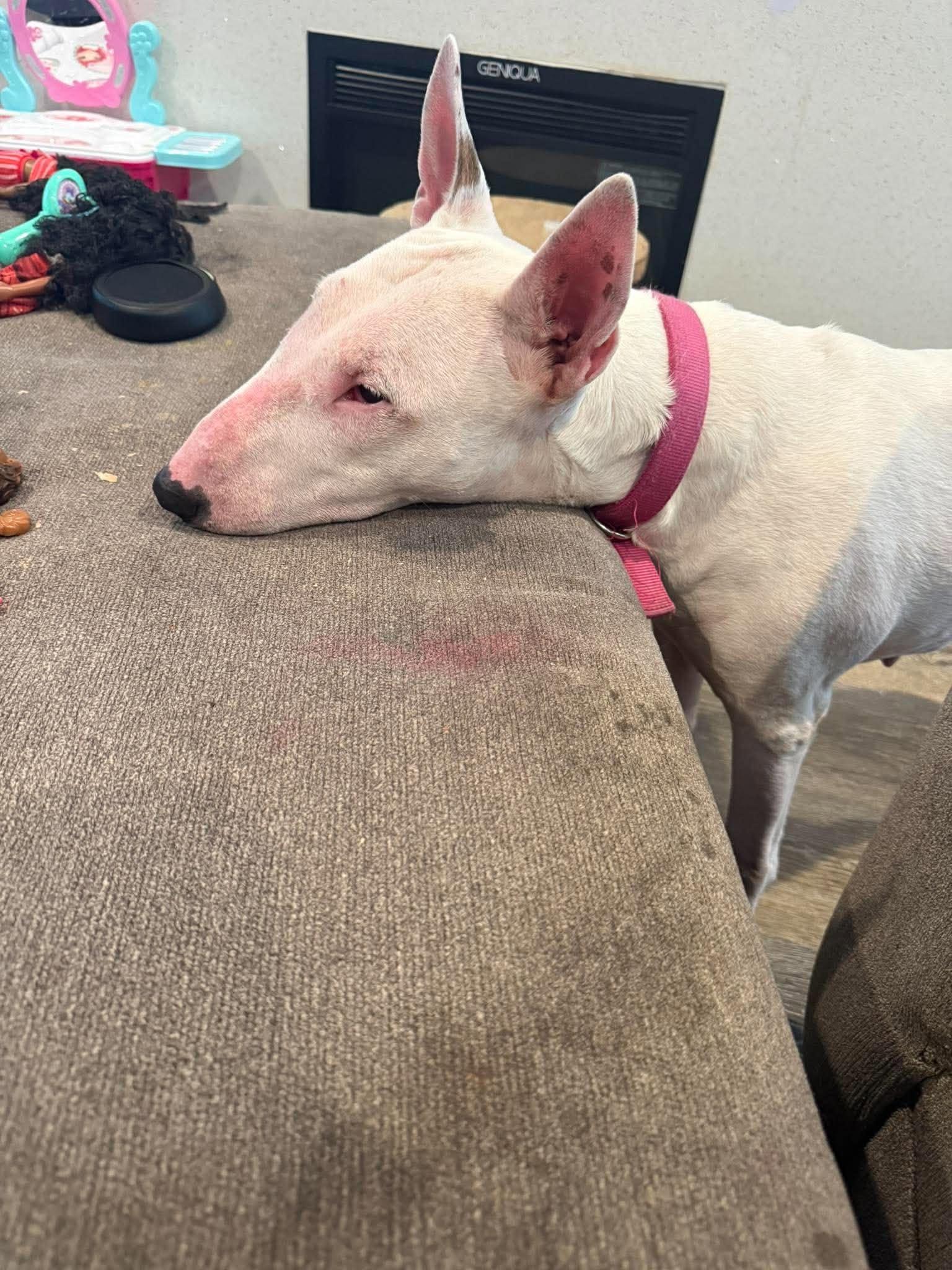 26-084 Queen, Adoptable, Senior Female Bull Terrier.