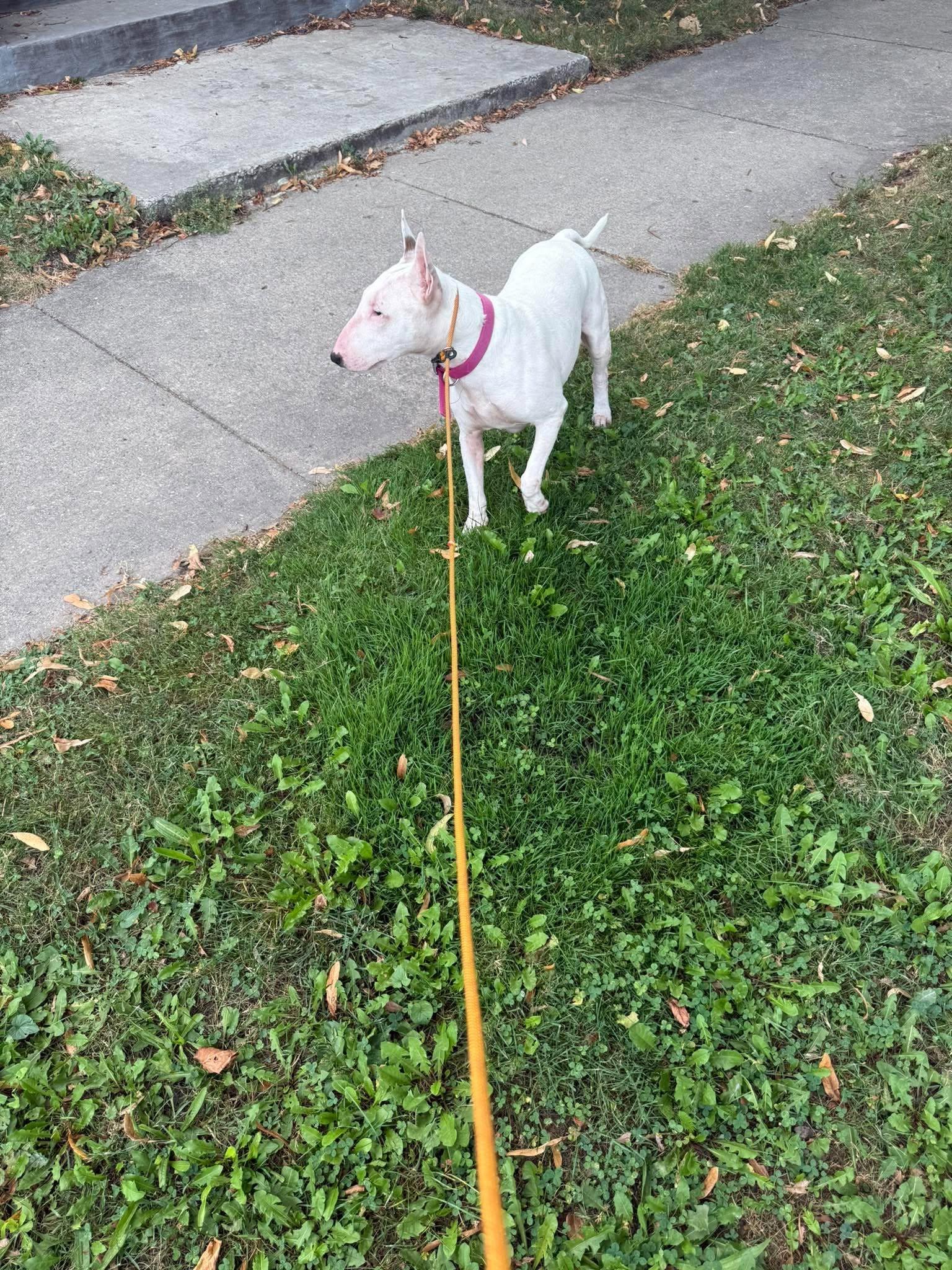 Enlarge 26-084 Queen, a Adoptable Bull Terrier in New York, NY image 2/5