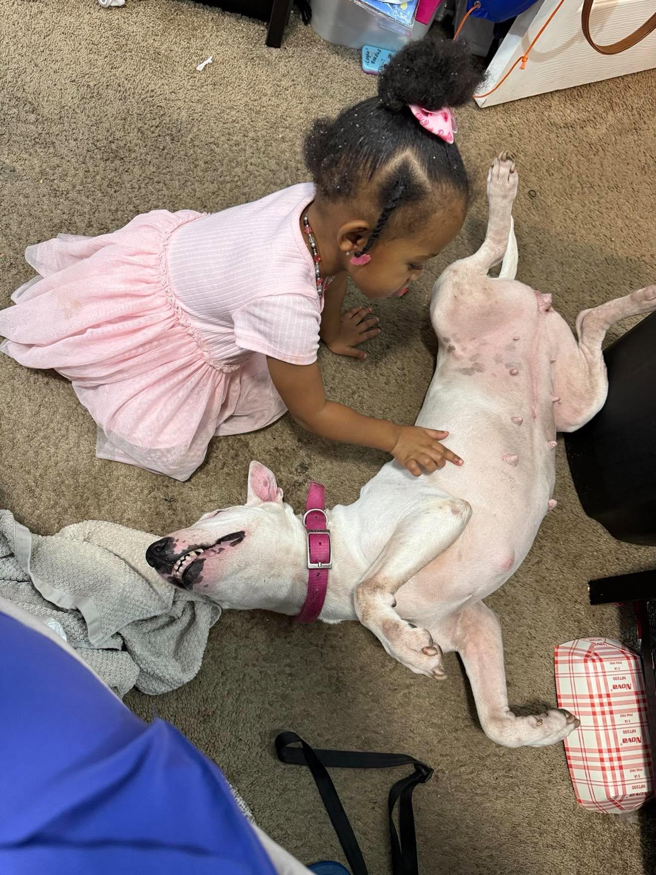 Enlarge 26-084 Queen, a Adoptable Bull Terrier in New York, NY image 3/5