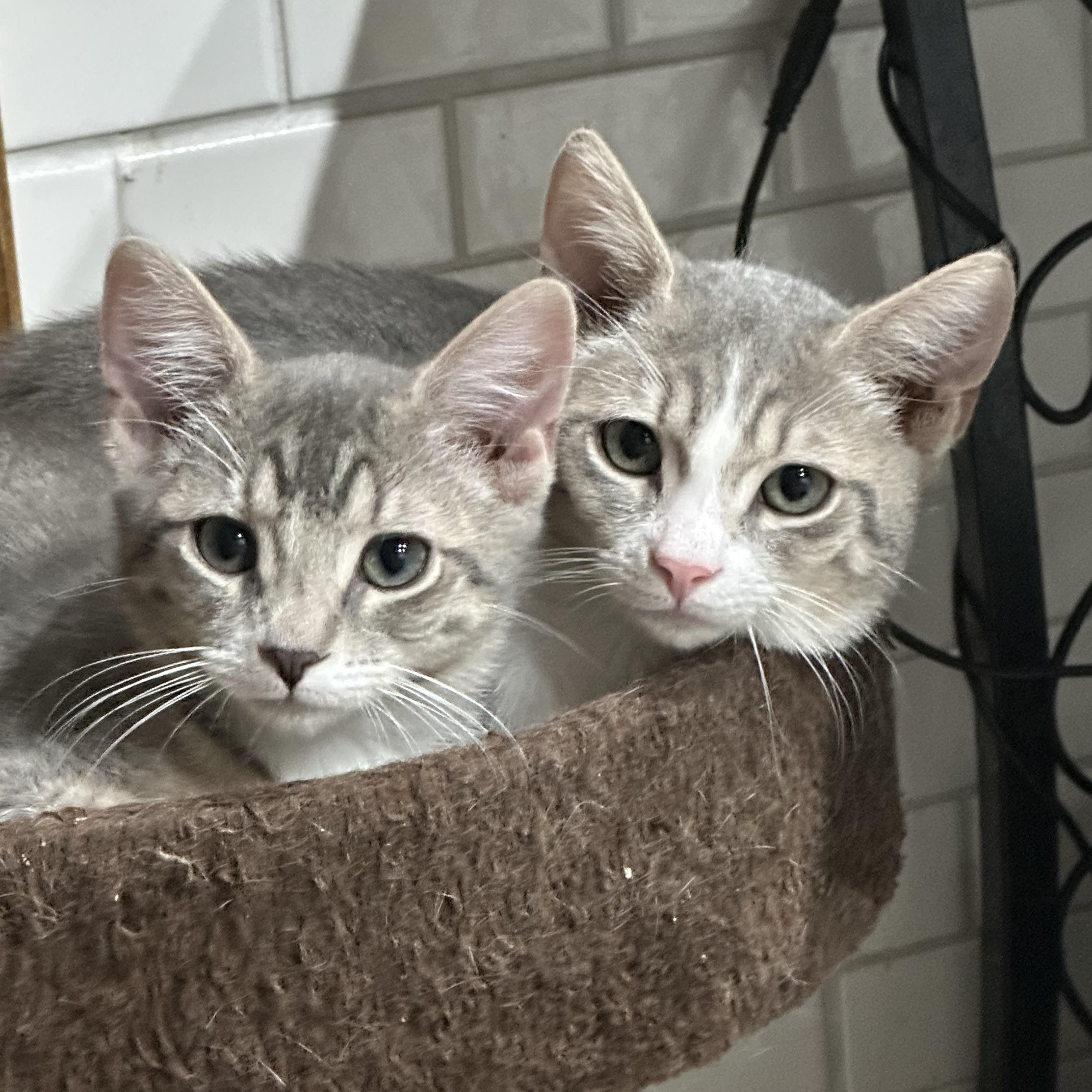 Barnabe & Baxter