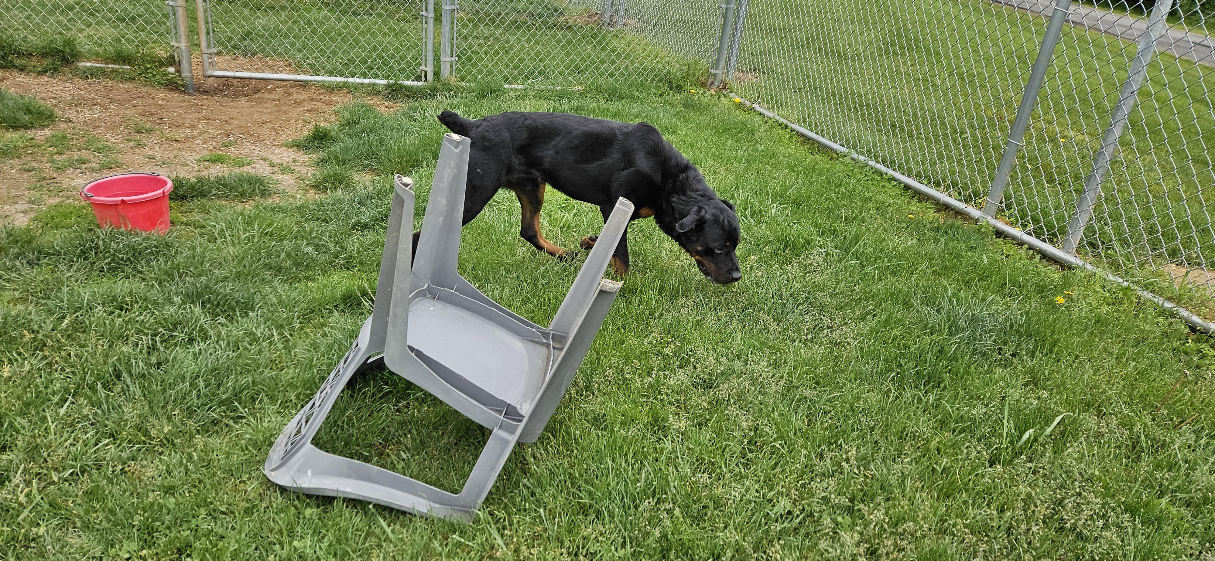 Enlarge Buck, an adopted Rottweiler in Benton Harbor, MI image 2/3