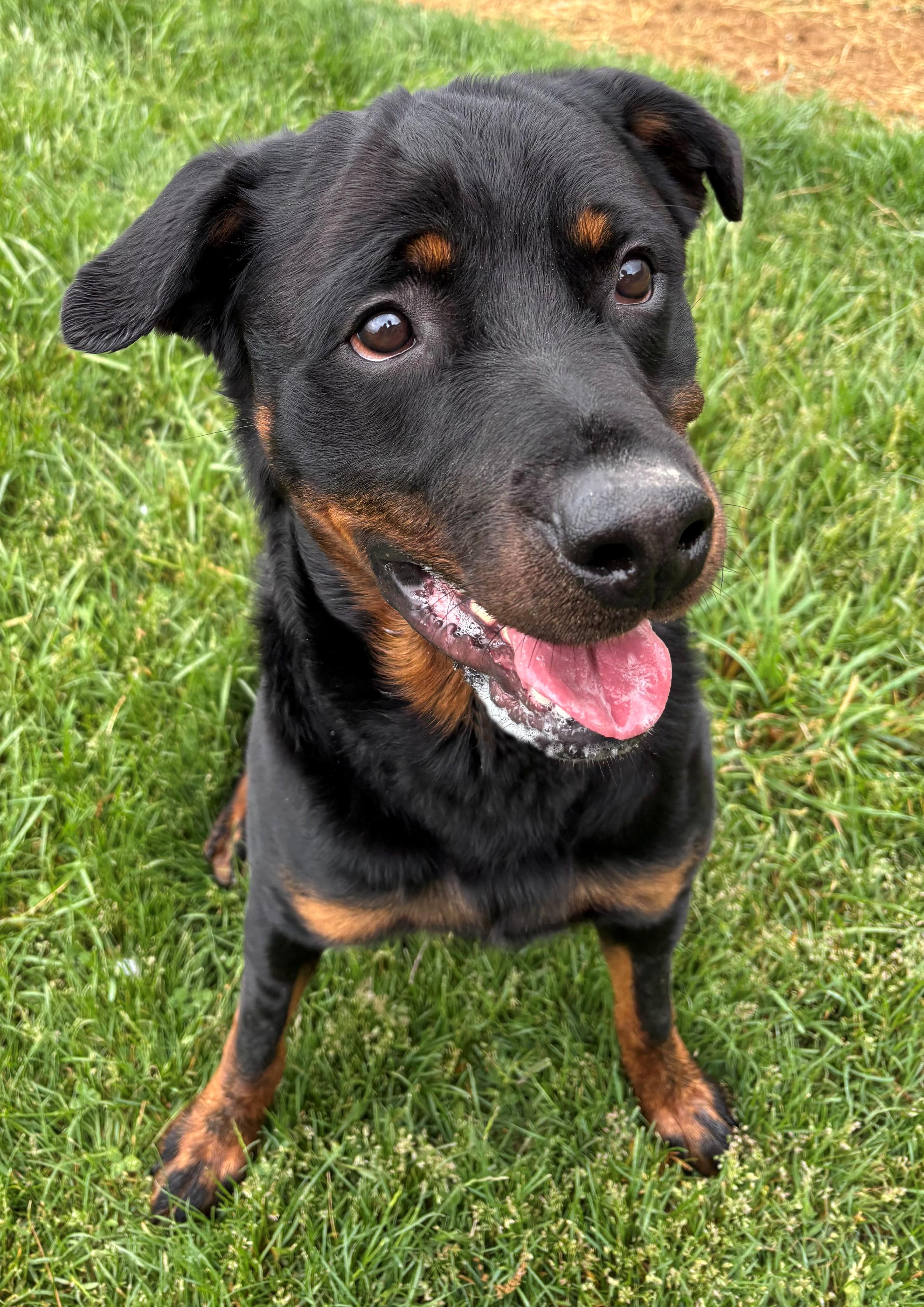Buck, adopted, Young Male Rottweiler.