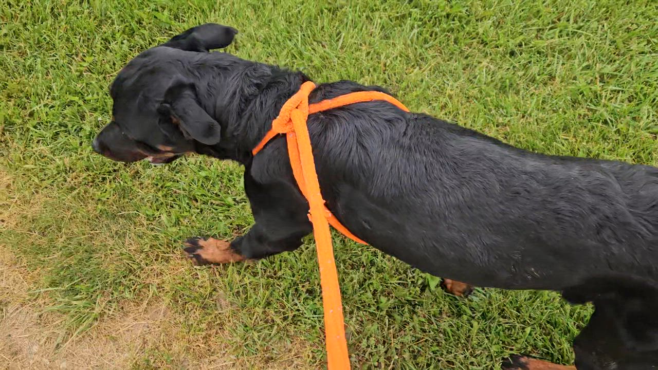 Enlarge Buck, an adopted Rottweiler in Benton Harbor, MI video 3/3
