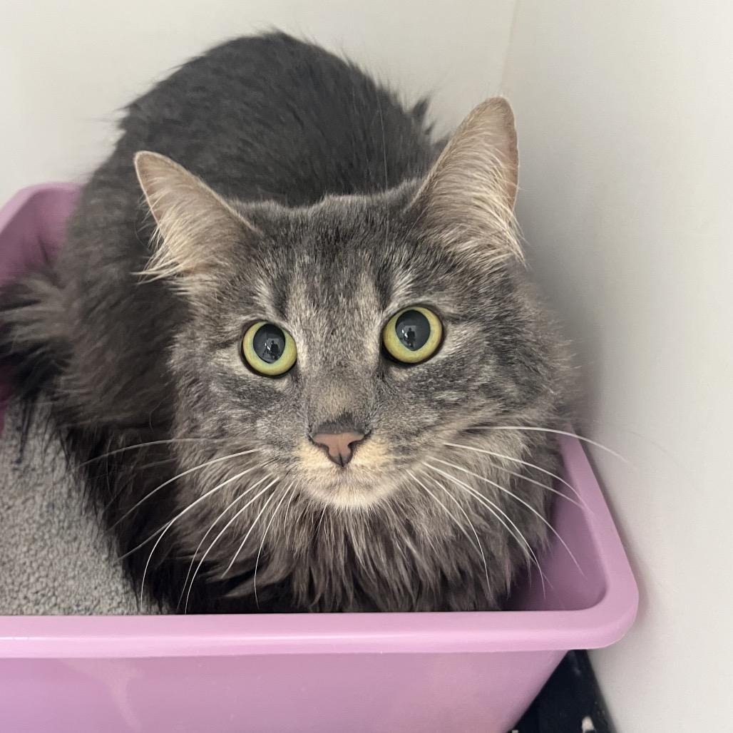 Enlarge Mia, a ADOPTABLE Domestic Long Hair in Crookston, MN image 1/1