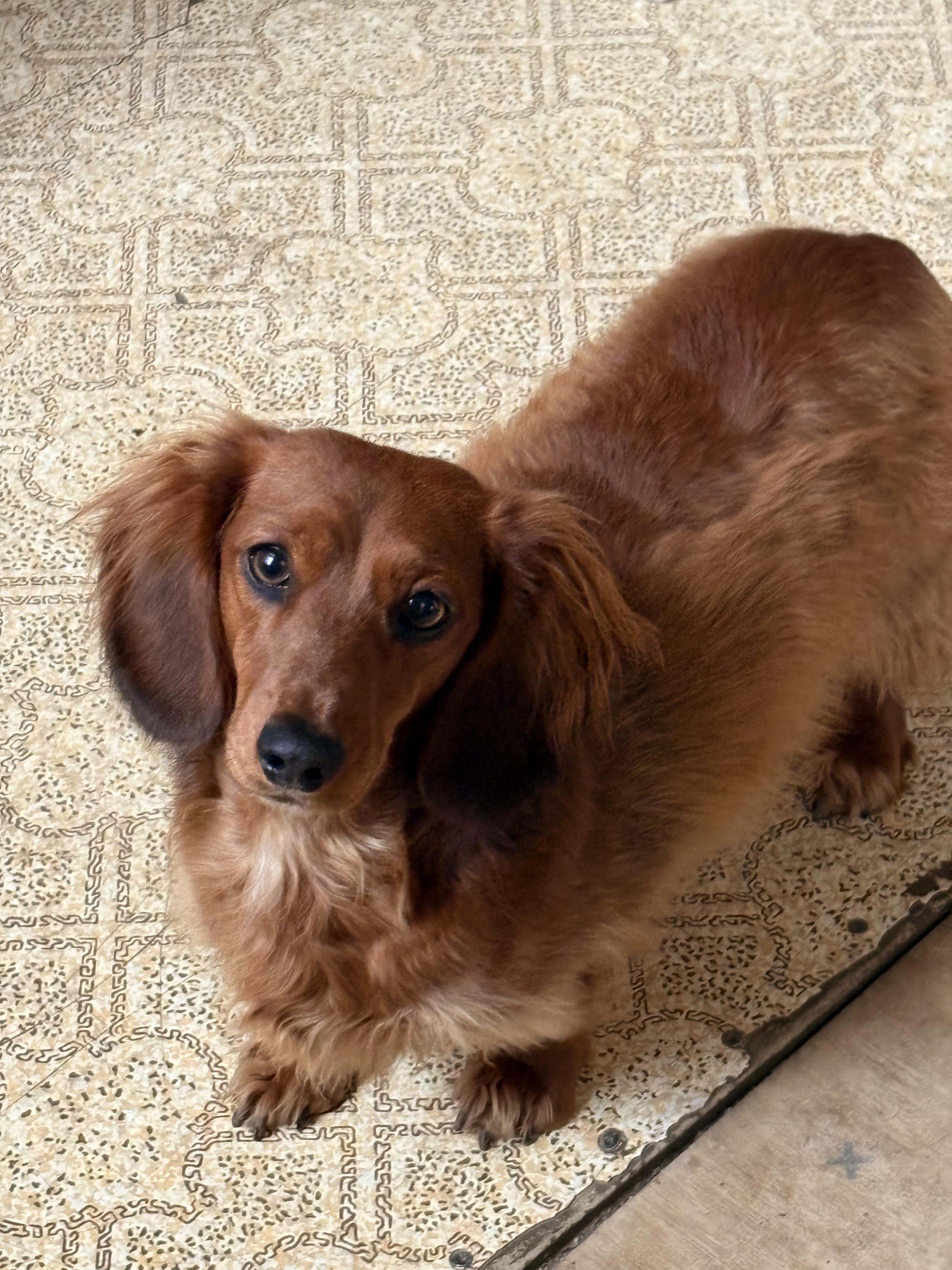Enlarge Mac, a Adoptable Dachshund in Omaha, NE image 1/1