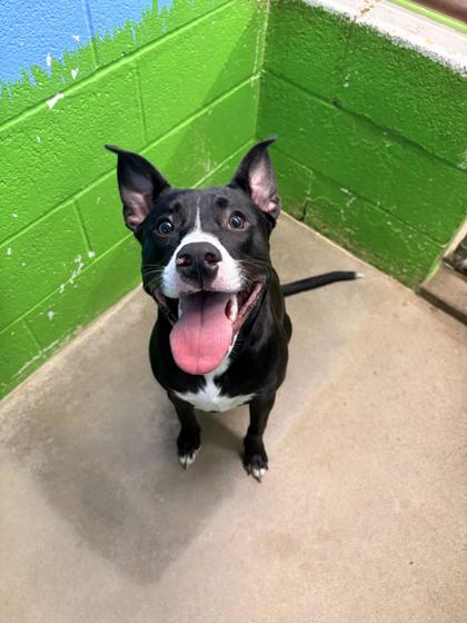 Layla, Adoptable, Puppy Female Terrier & Mixed Breed.
