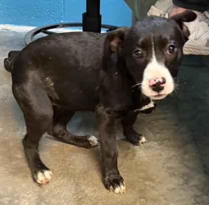 Enlarge Layla, a Adoptable mixed breed in Paducah, KY image 2/2