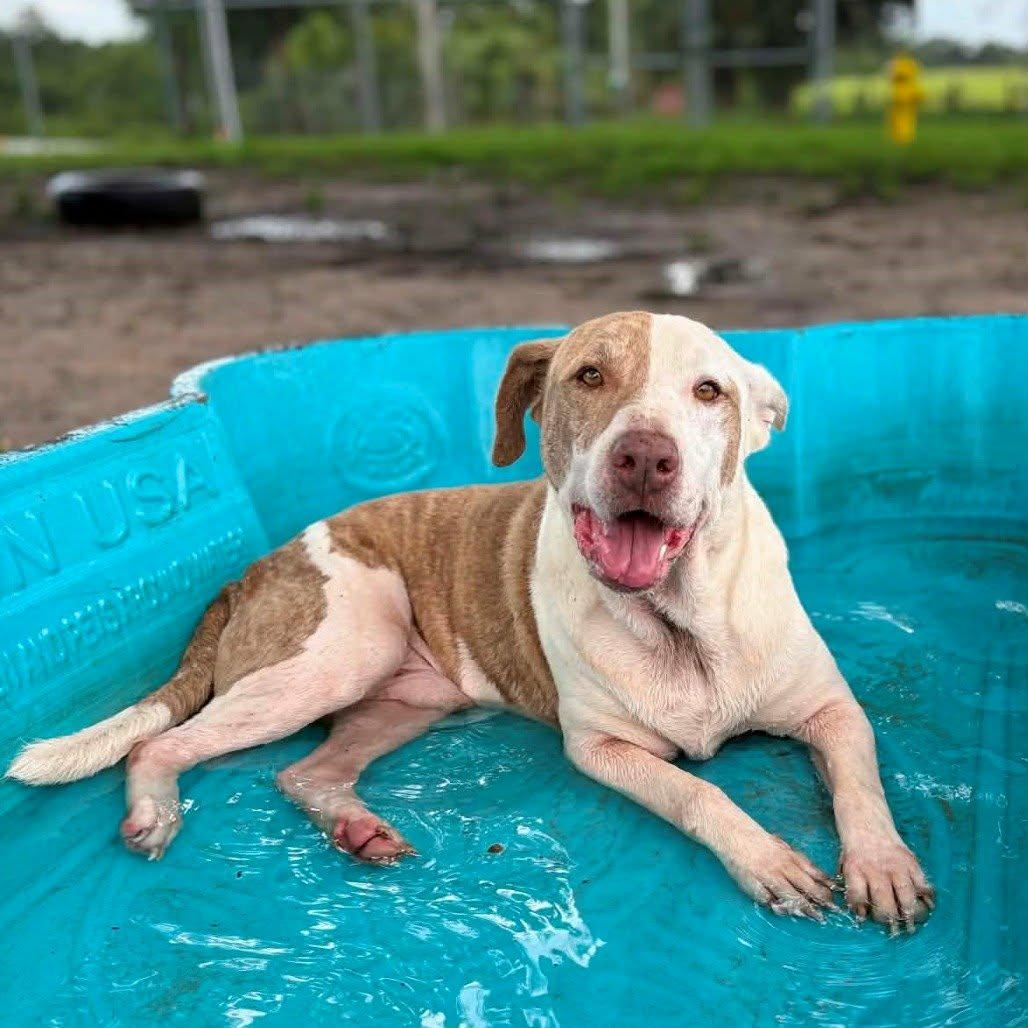 Enlarge Jupiter, a Adoptable Mixed Breed in Umatilla, FL image 1/4