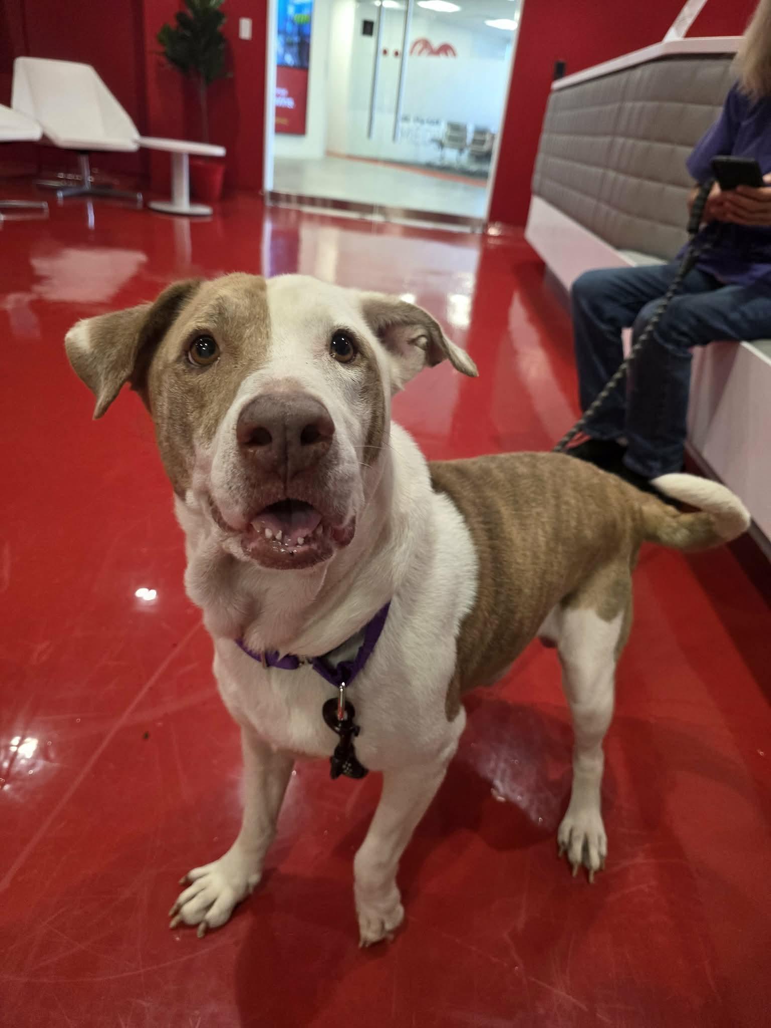 Enlarge Jupiter, a Adoptable Mixed Breed in Umatilla, FL image 2/4