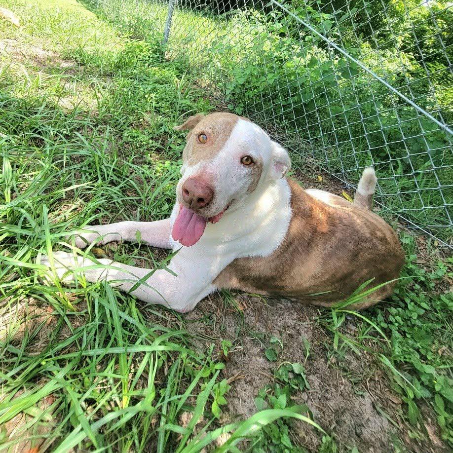 Enlarge Jupiter, a Adoptable Mixed Breed in Umatilla, FL image 4/4