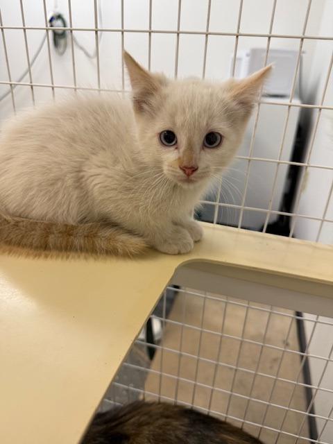 Tuna, Adoptable, Young Male Siamese.