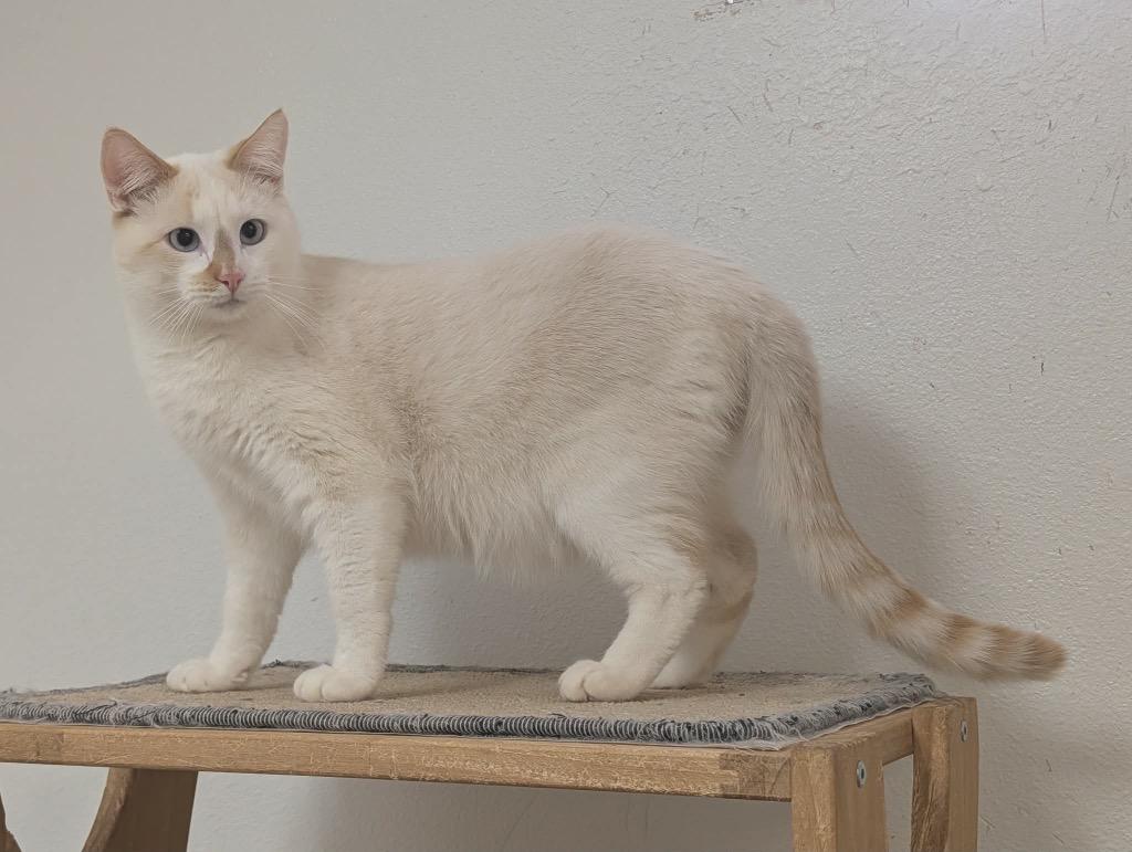 Enlarge Tuna, a Adoptable Siamese in Grand Junction, CO image 2/3