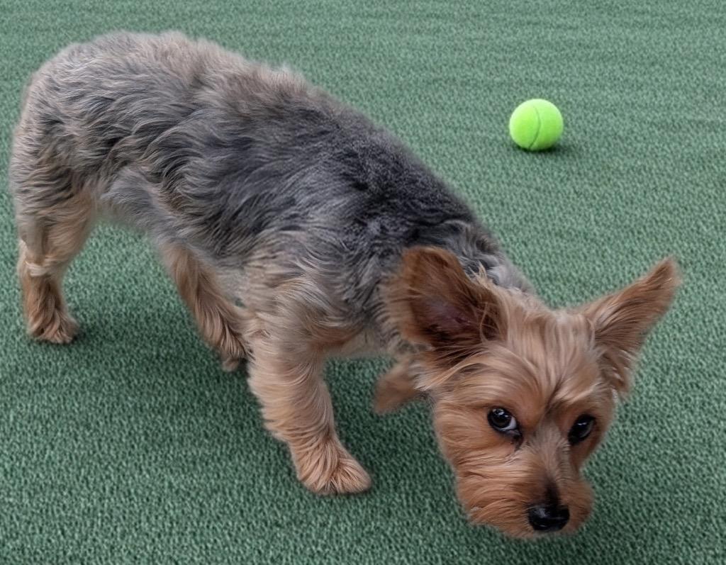 Lily, Adopted, Young Female Yorkshire Terrier.