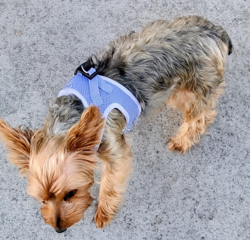 Enlarge Lily, a Adopted Yorkshire Terrier in Fort Myers, FL image 2/2