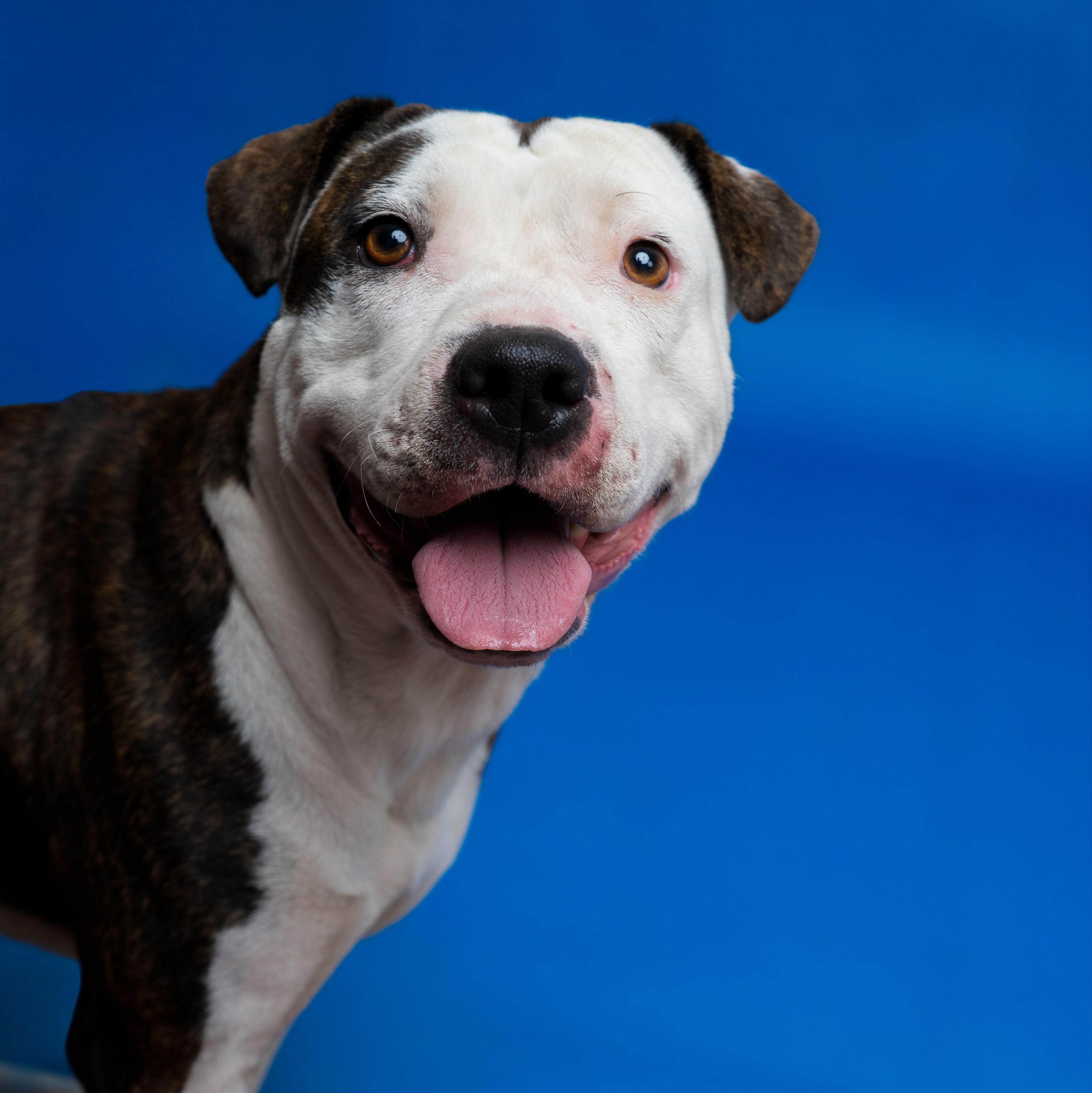Luna, Adoptable, Adult Female Pit Bull Terrier.