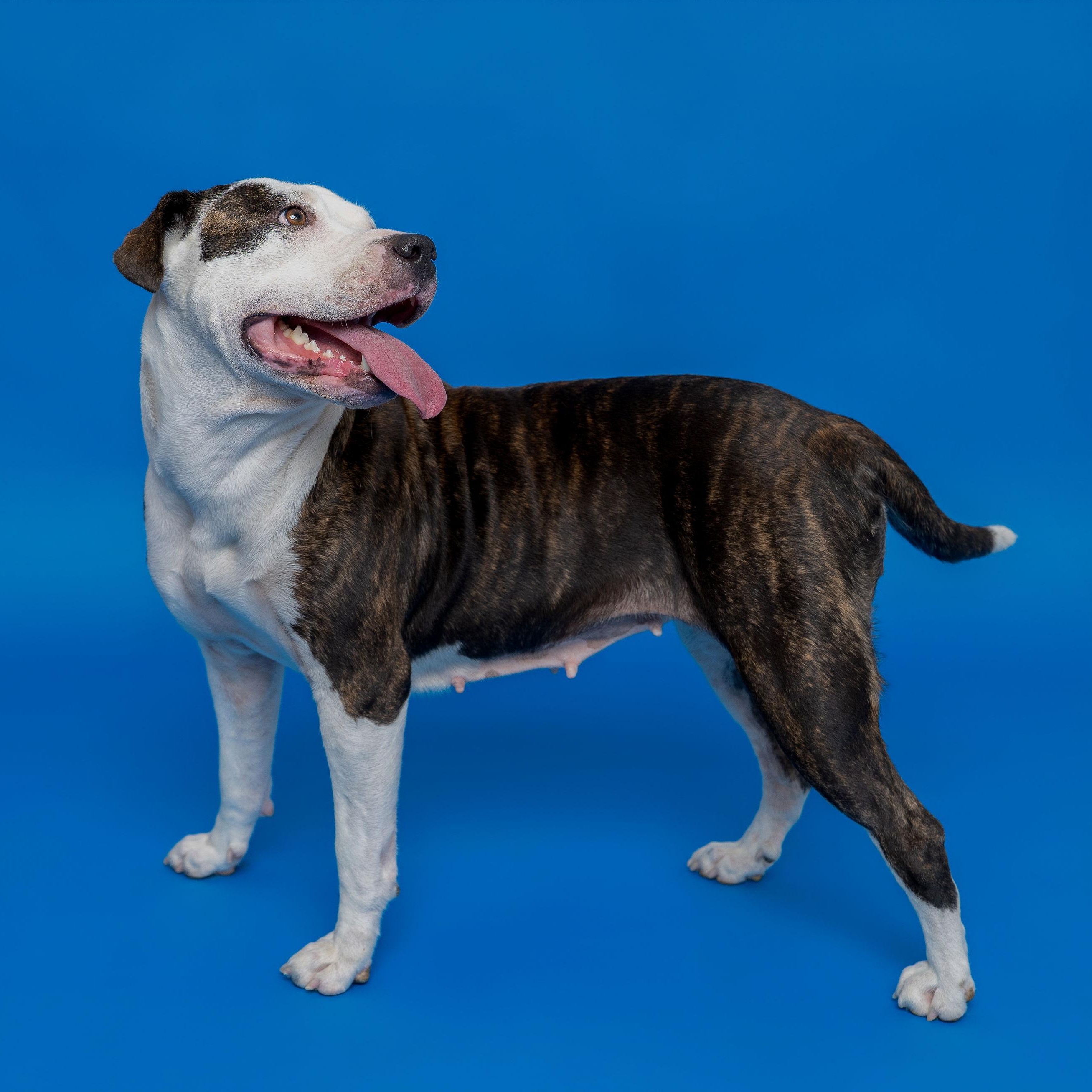 Enlarge Luna, a Adoptable Pit Bull Terrier in Ridgway, CO image 2/6