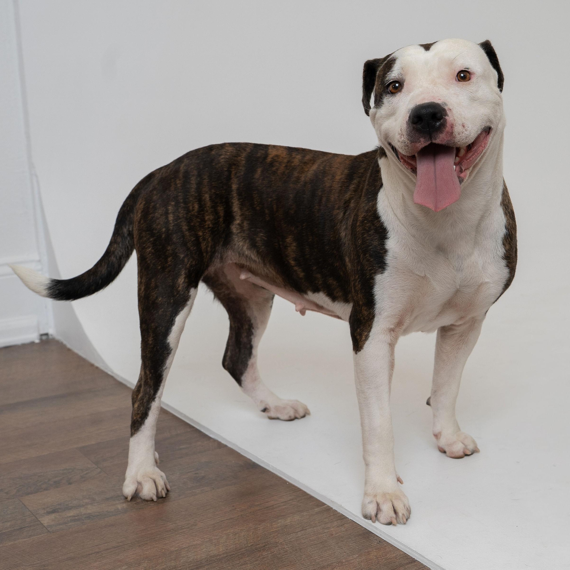 Enlarge Luna, a Adoptable Pit Bull Terrier in Ridgway, CO image 5/6