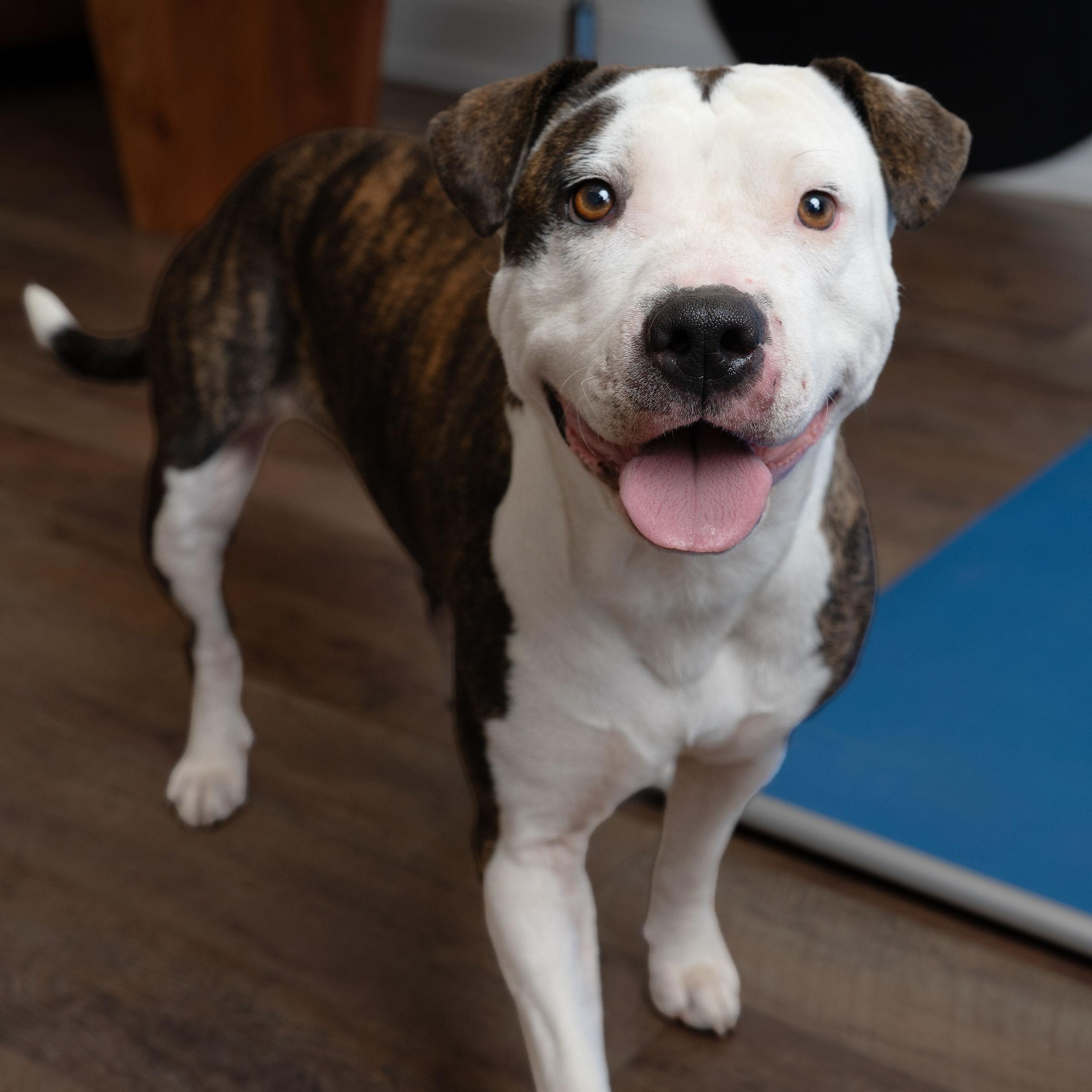 Enlarge Luna, a Adoptable Pit Bull Terrier in Ridgway, CO image 3/6