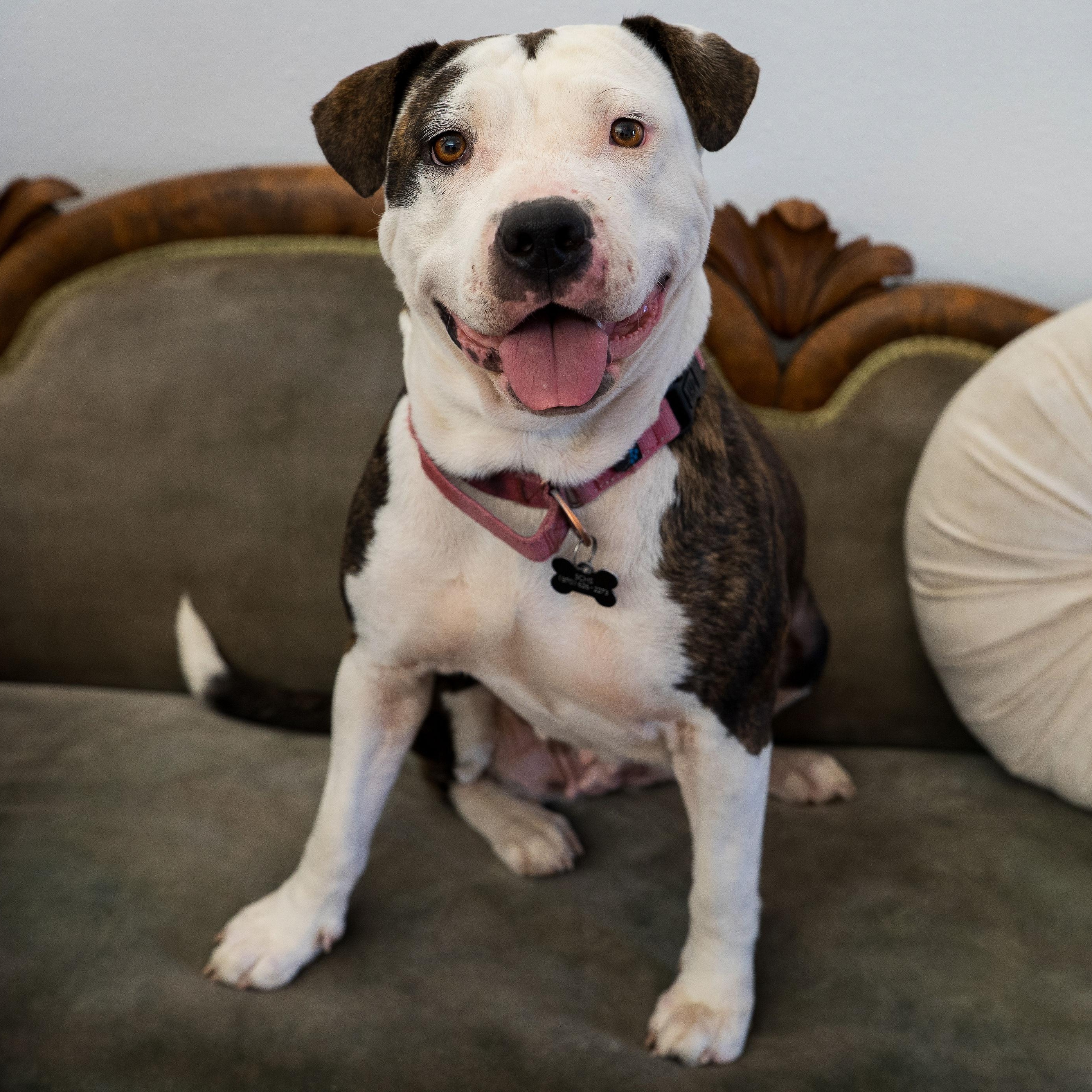 Enlarge Luna, a Adoptable Pit Bull Terrier in Ridgway, CO image 4/6