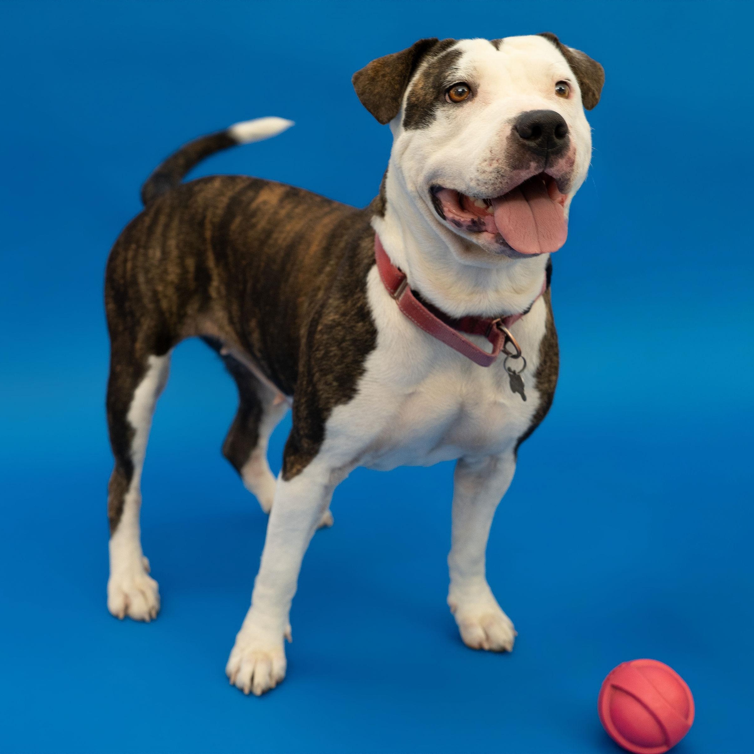 Enlarge Luna, a Adoptable Pit Bull Terrier in Ridgway, CO image 6/6