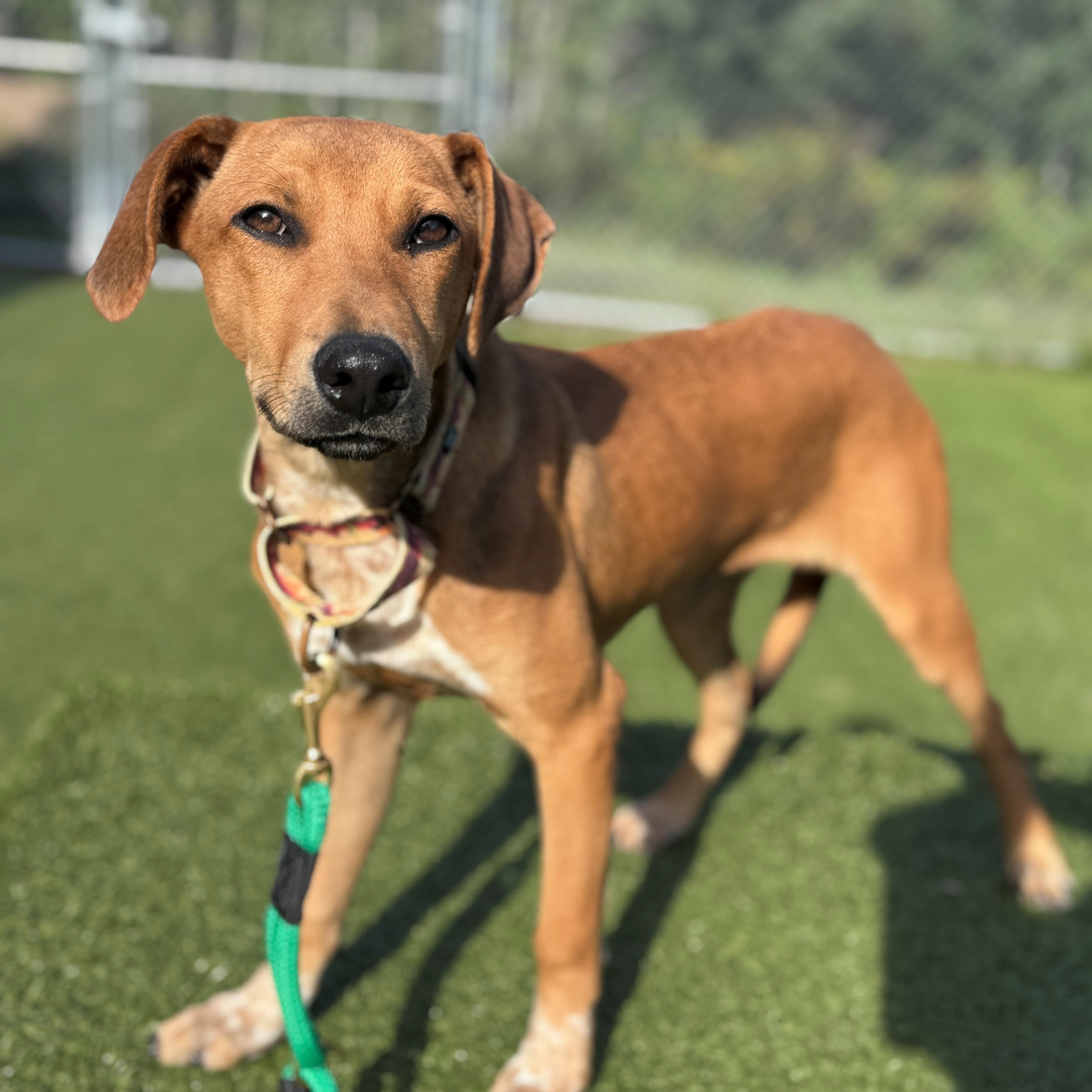Enlarge Emerald, a Adoptable Mixed Breed in Hackensack, MN image 2/5
