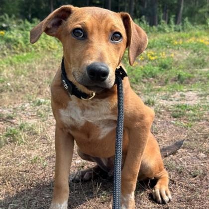 Emerald, Adoptable, Puppy Male Mixed Breed.