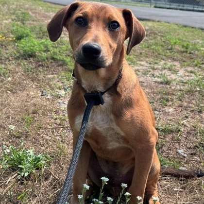Enlarge Emerald, a Adoptable Mixed Breed in Hackensack, MN image 3/3