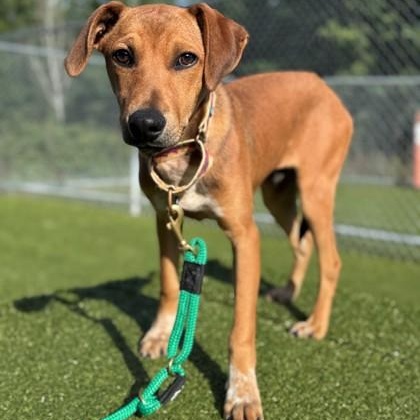 Enlarge Emerald, a Adoptable Mixed Breed in Hackensack, MN image 5/5