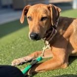 Enlarge Emerald, a Adoptable Mixed Breed in Hackensack, MN image 2/3