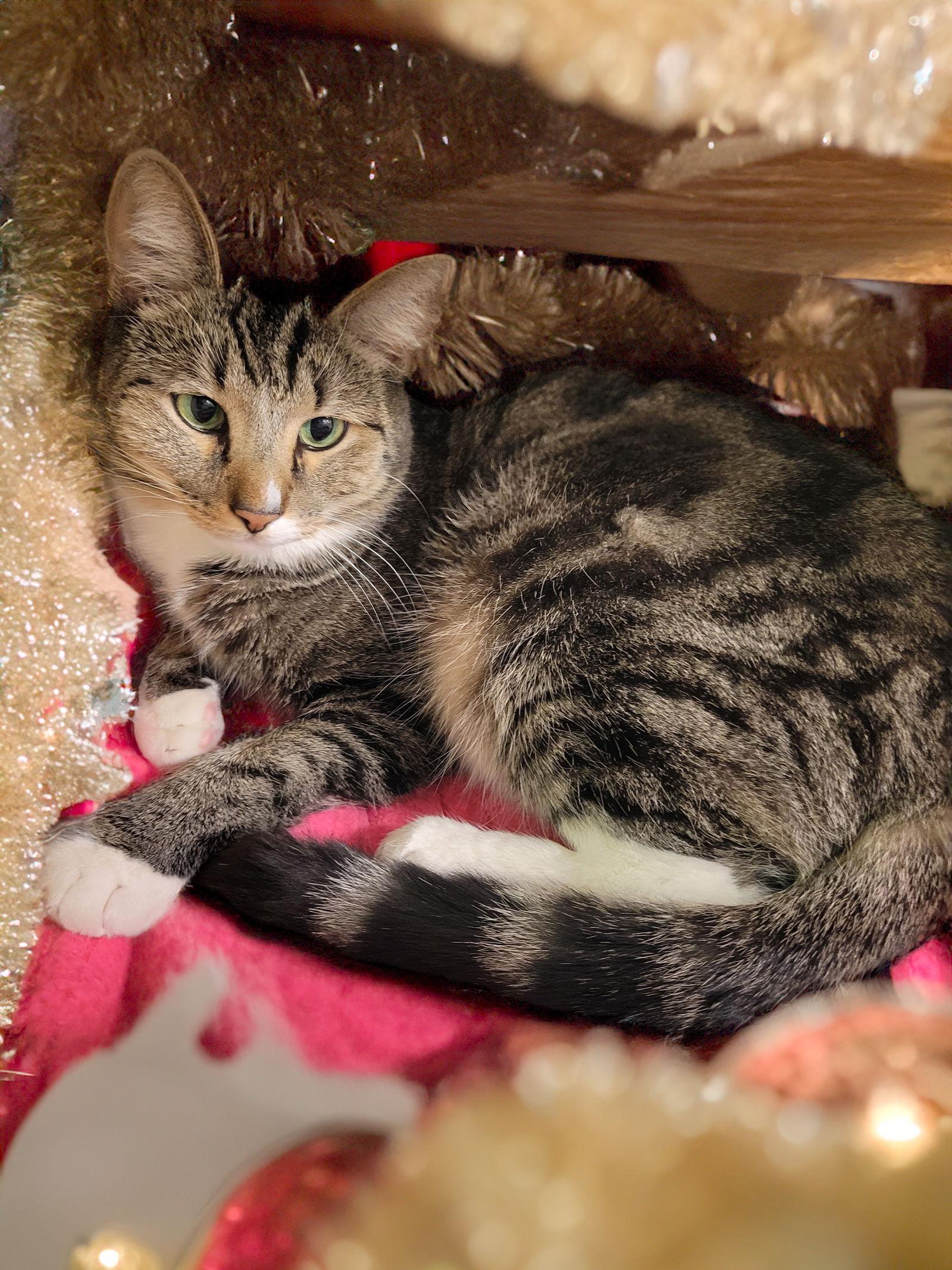 Kitty Joe (Joey), a Adoptable Domestic Short Hair in Chandler, AZ image 1/3
