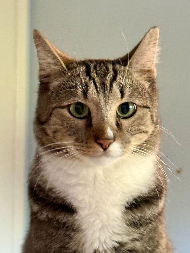Kitty Joe (Joey), a Adoptable Domestic Short Hair in Chandler, AZ image 2/3