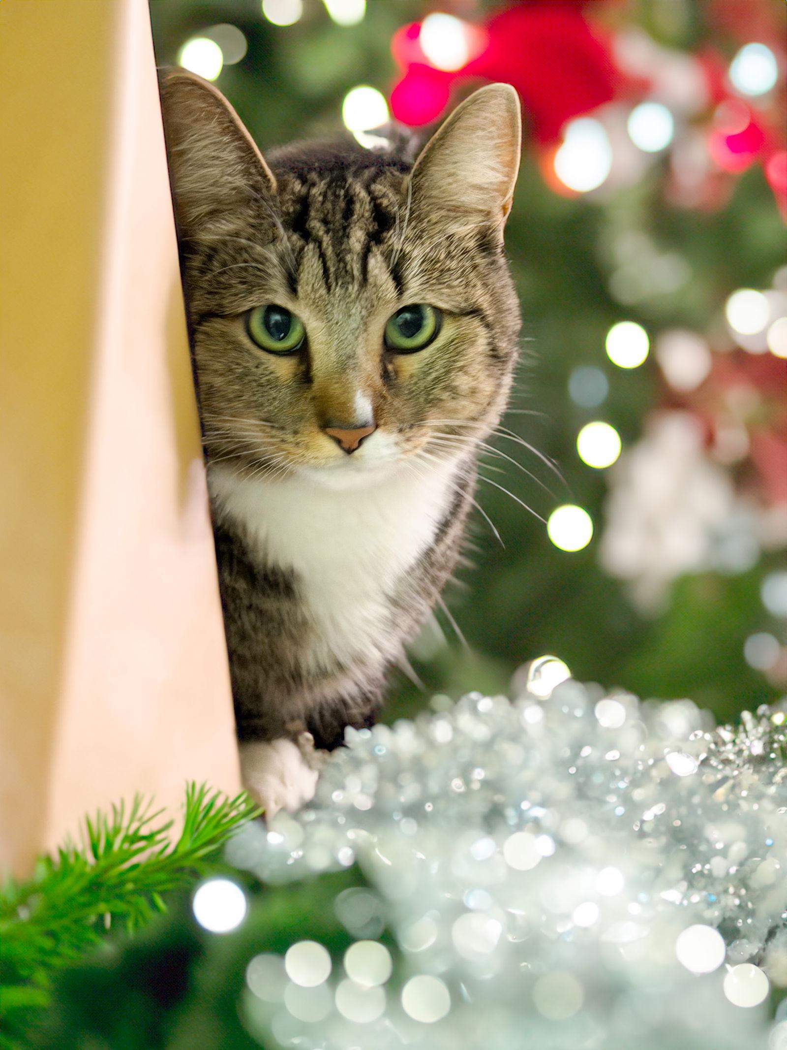 Kitty Joe (Joey), a Adoptable Domestic Short Hair in Chandler, AZ image 3/3
