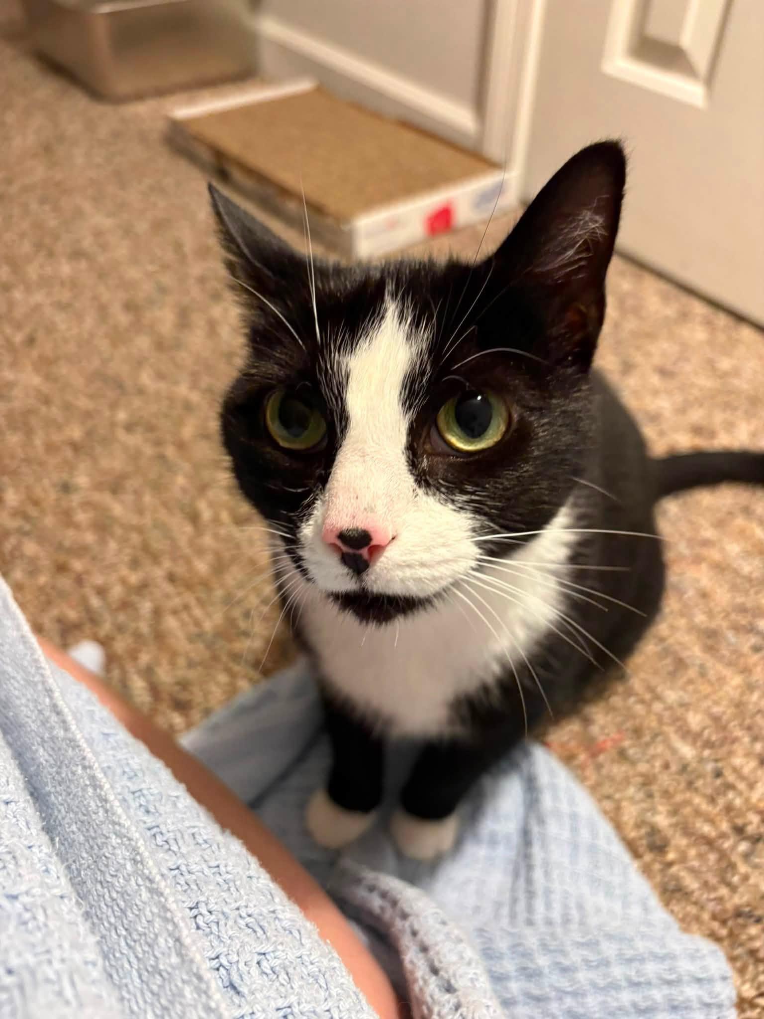 Shelby, Adoptable, Adult Female Domestic Short Hair.