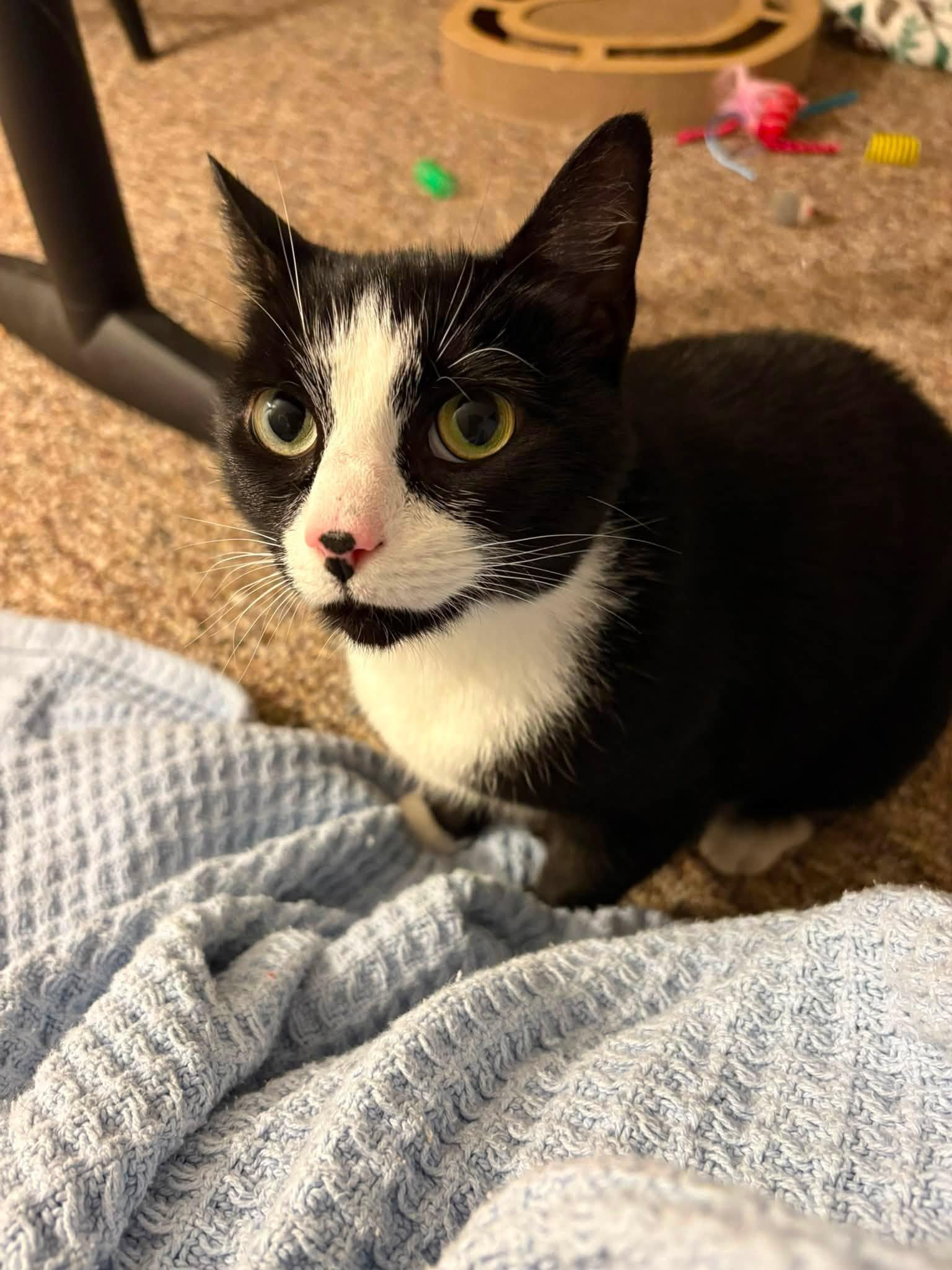Shelby, a Adoptable Domestic Short Hair in Enfield, CT image 2/4