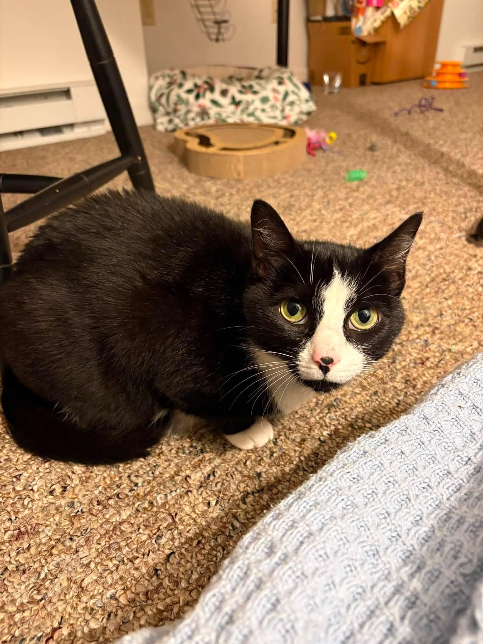 Shelby, a Adoptable Domestic Short Hair in Enfield, CT image 3/4