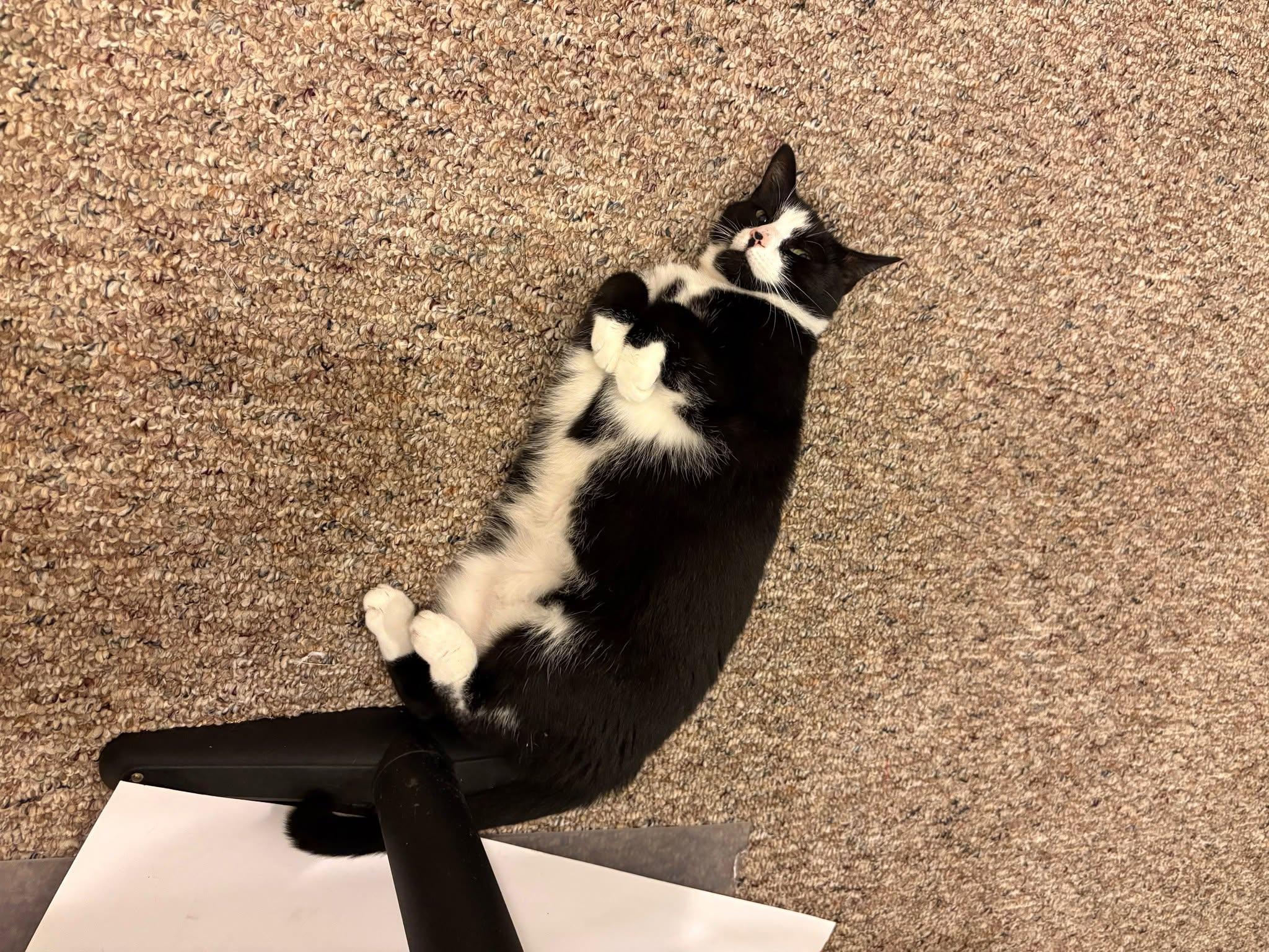 Shelby, a Adoptable Domestic Short Hair in Enfield, CT image 4/4