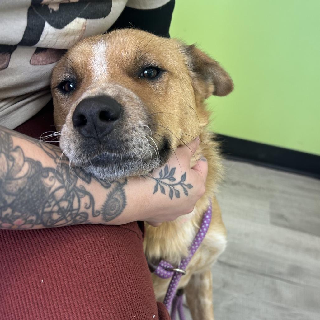 Pancha, Adoptable, Adult Female Cattle Dog & Mixed Breed.