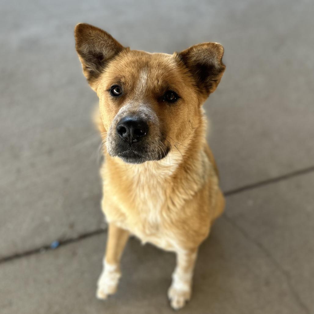 Enlarge Pancha, a Adoptable mixed breed in Emporia, KS image 2/6