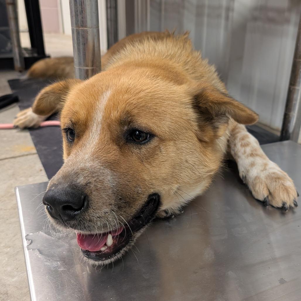 Pancha, a Adoptable mixed breed in Emporia, KS image 2/4