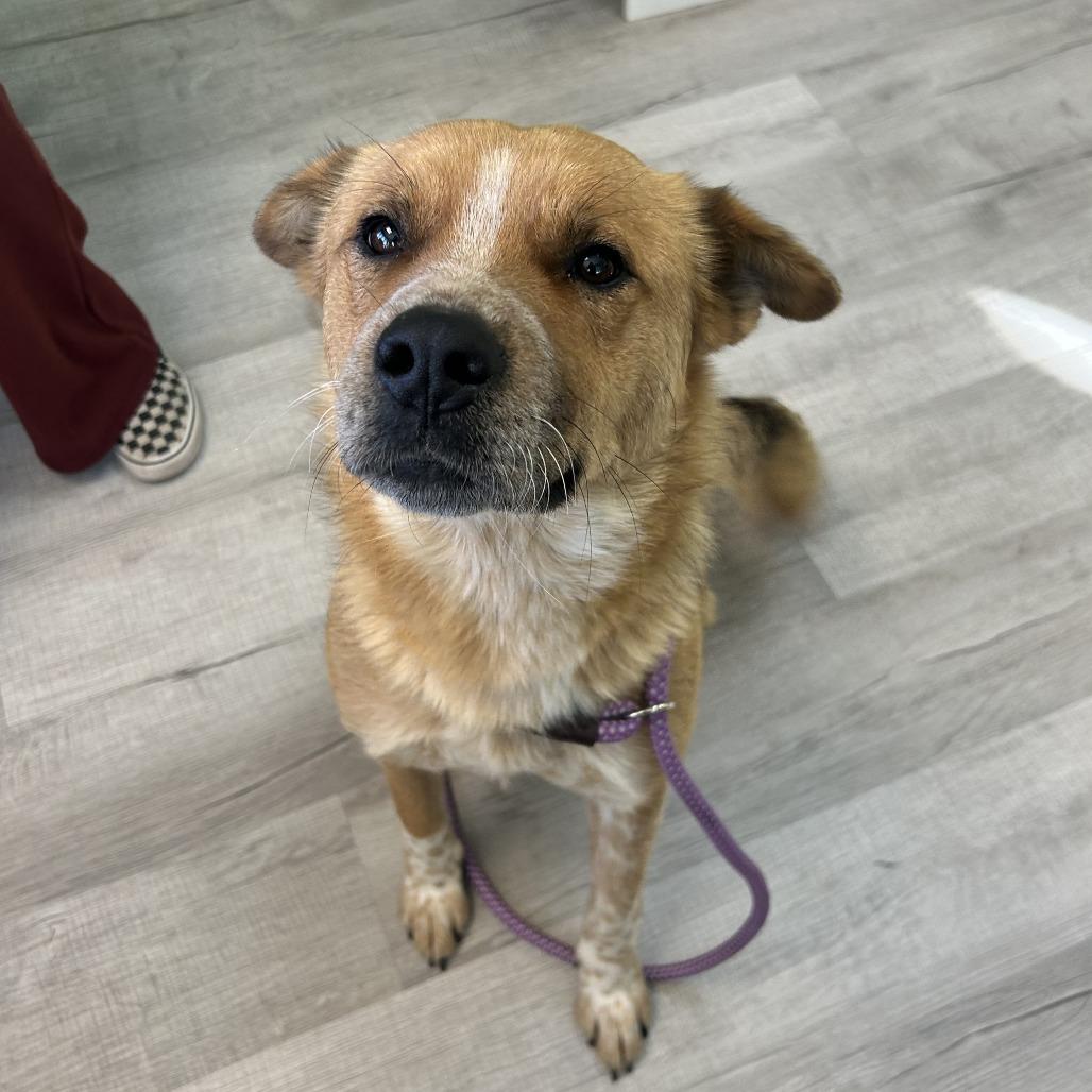 Pancha, a Adoptable mixed breed in Emporia, KS image 3/4