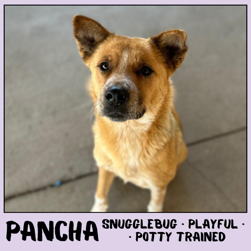 Enlarge Pancha, a Adoptable mixed breed in Emporia, KS image 5/6