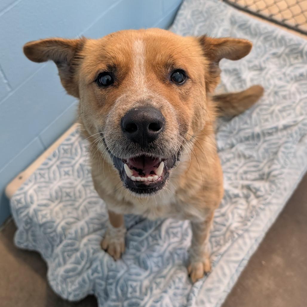 Pancha, a Adoptable mixed breed in Emporia, KS image 4/4