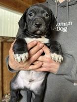 Owen, Adoptable, Young Male Mixed Breed.