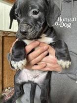 Owen, a Adoptable mixed breed in Madras, OR image 2/2