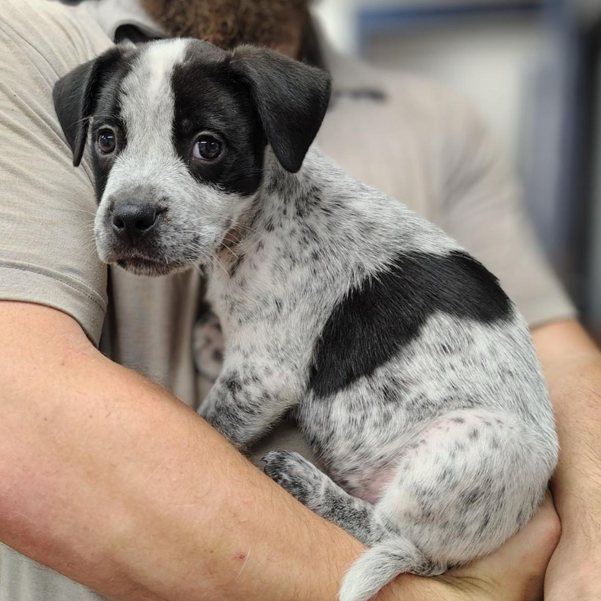 Matteo, Baby Male Australian Cattle Dog / Blue Heeler