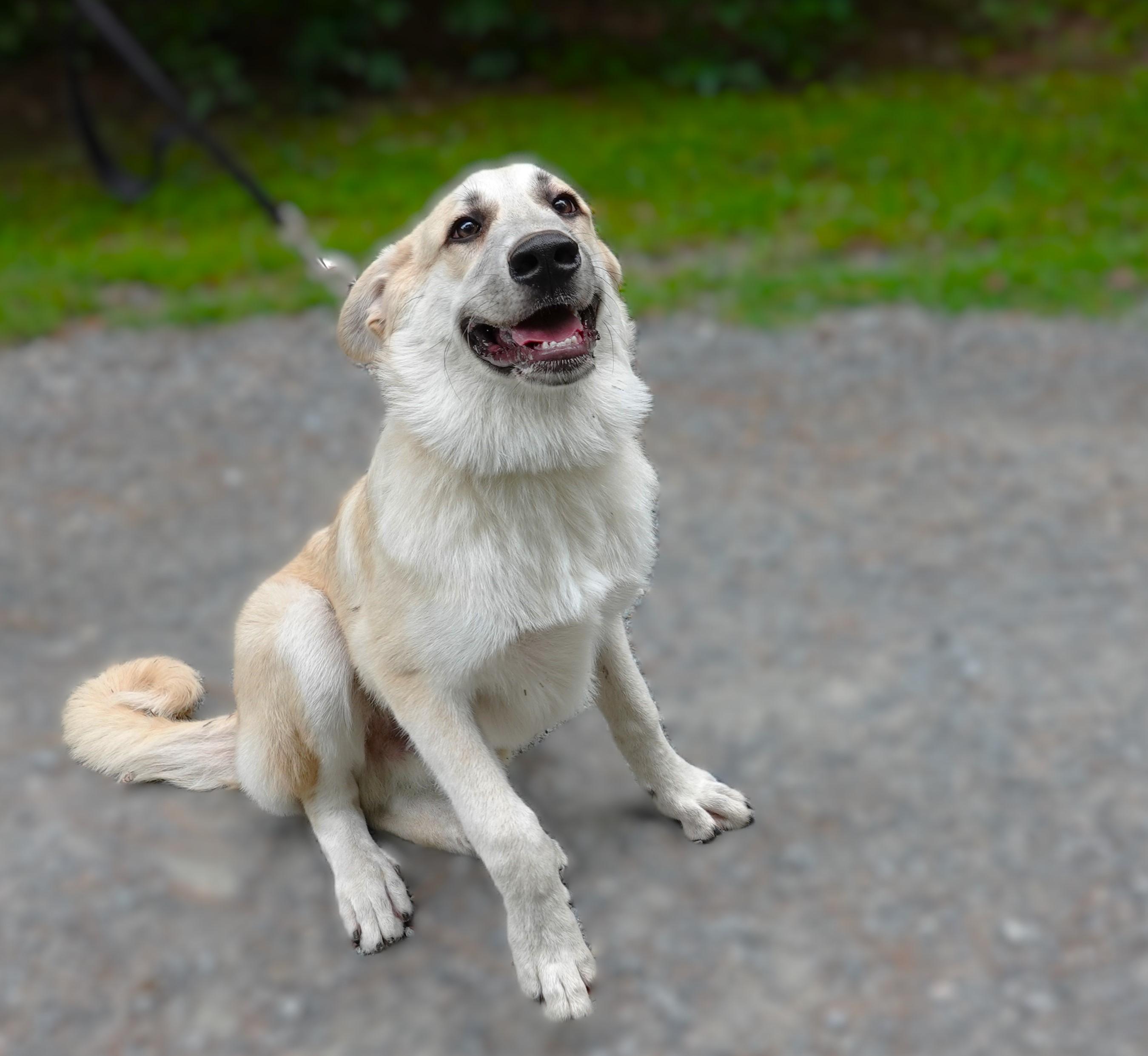 Bobby, a Adoptable mixed breed in Richmond, VA image 3/6
