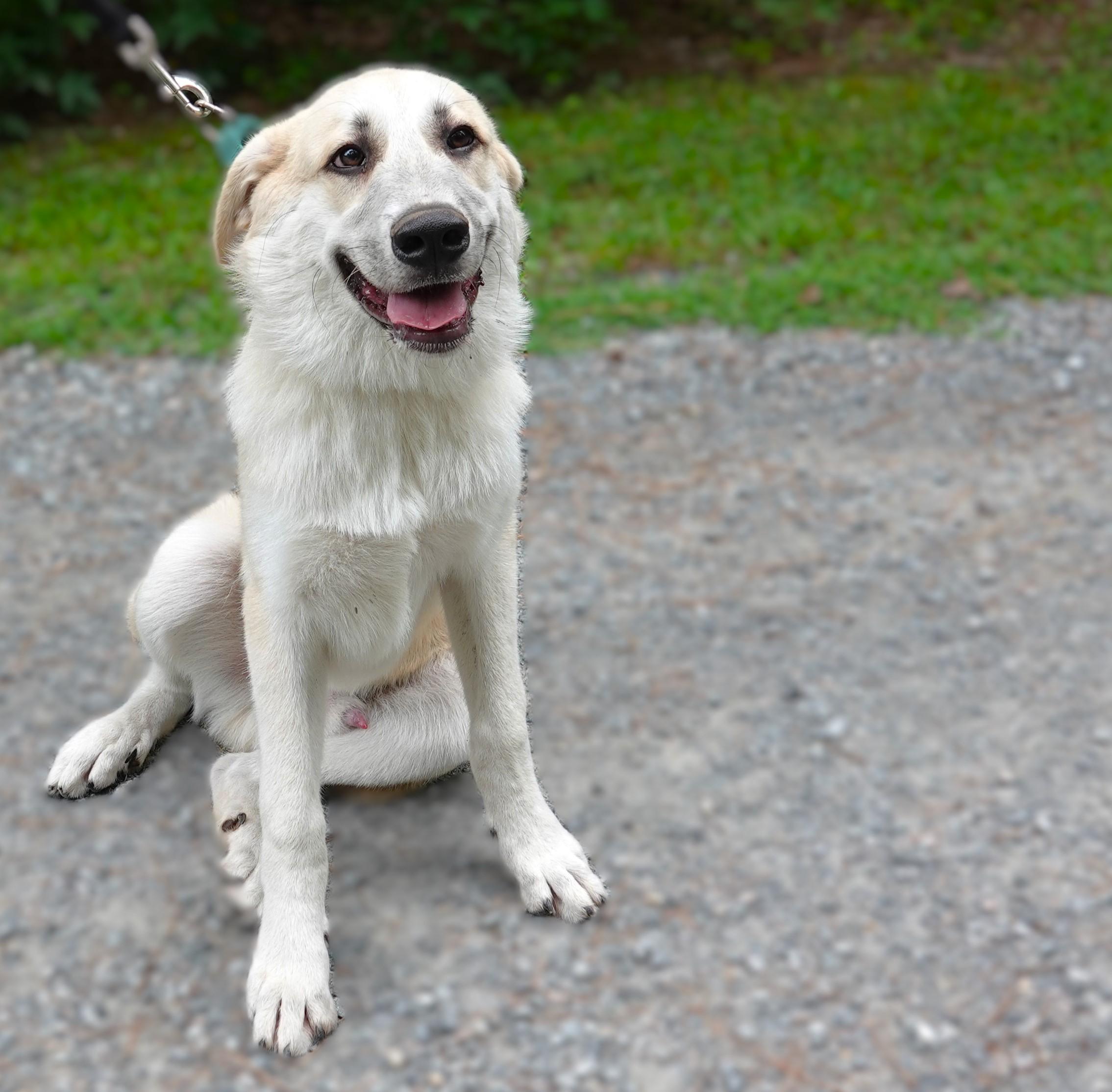 Bobby, a Adoptable mixed breed in Richmond, VA image 1/6