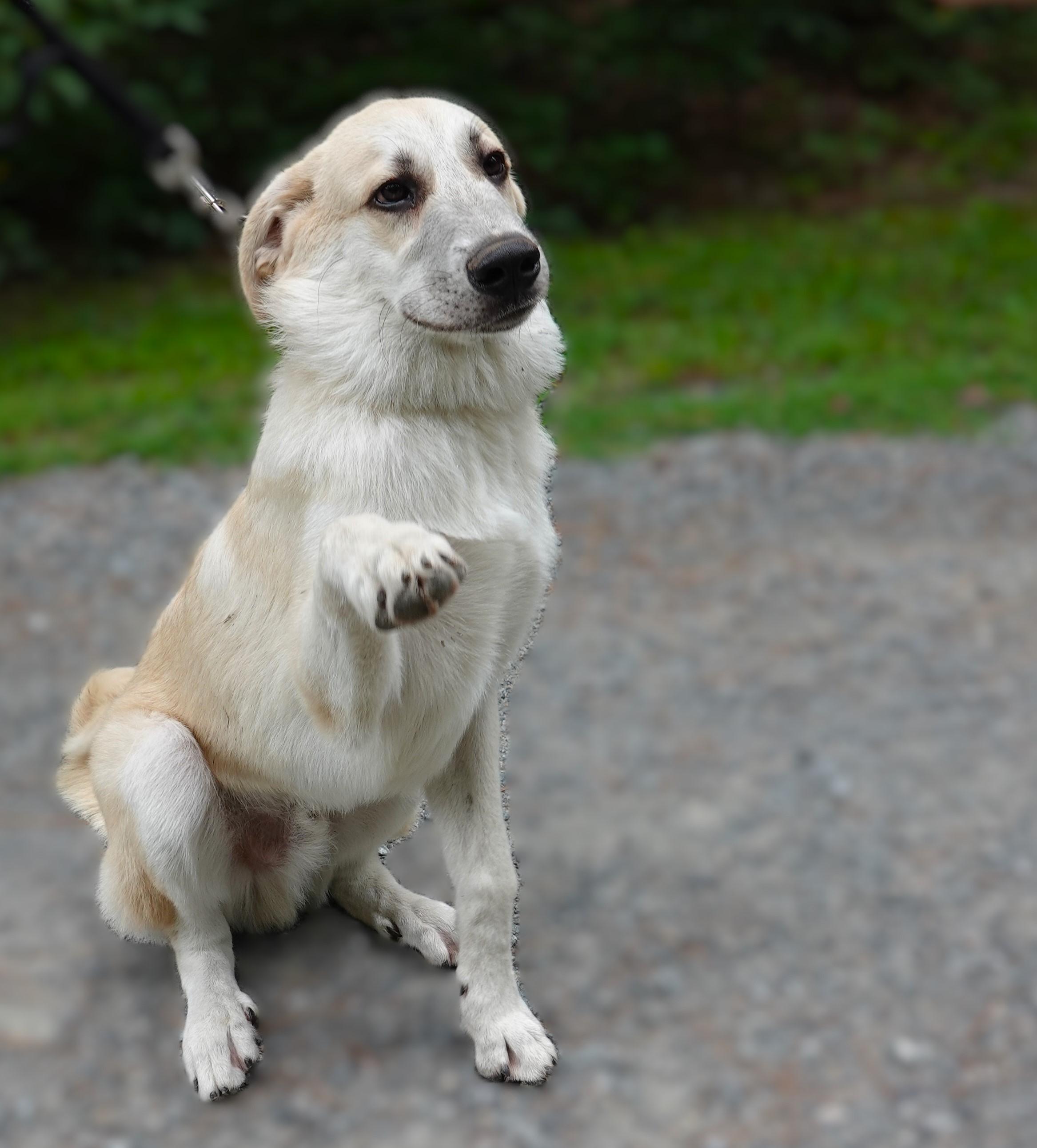 Bobby, a Adoptable mixed breed in Richmond, VA image 5/6